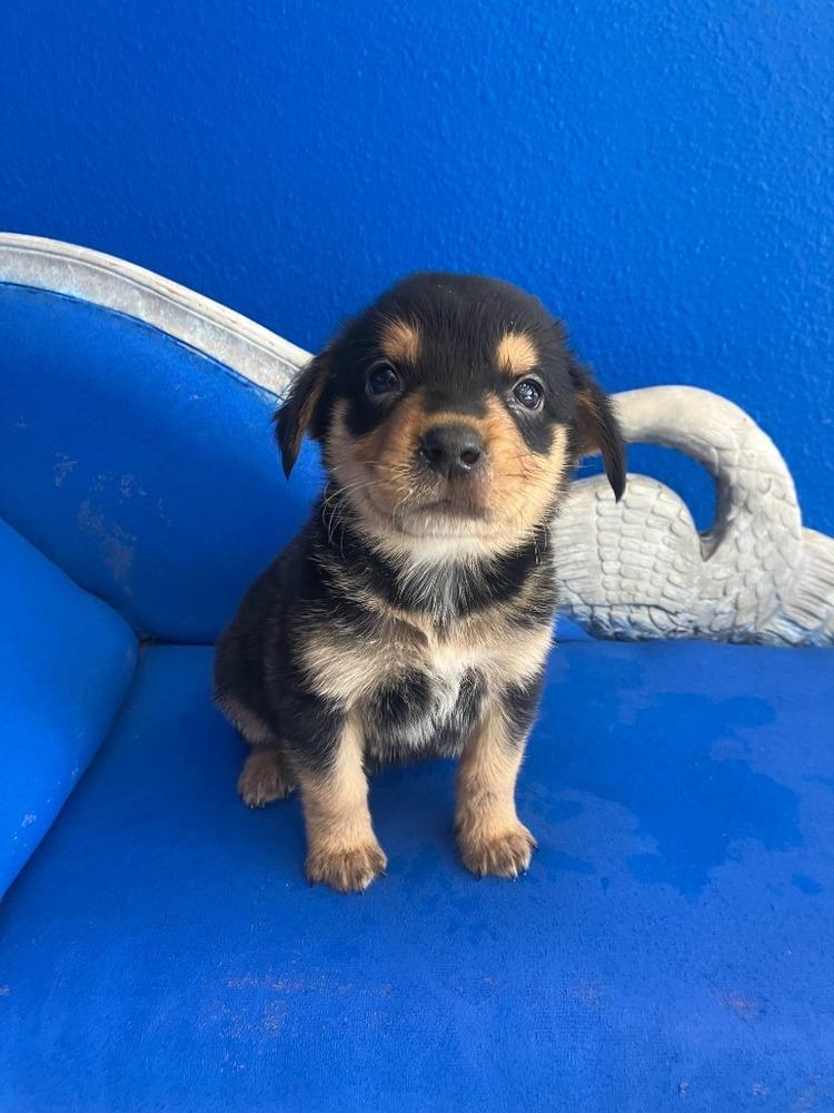 Enlarge Tater Tot, a Adoptable mixed breed in Wolcott, CT image 1/5