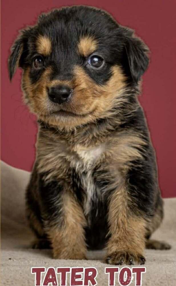 Tater Tot thumbnail 2