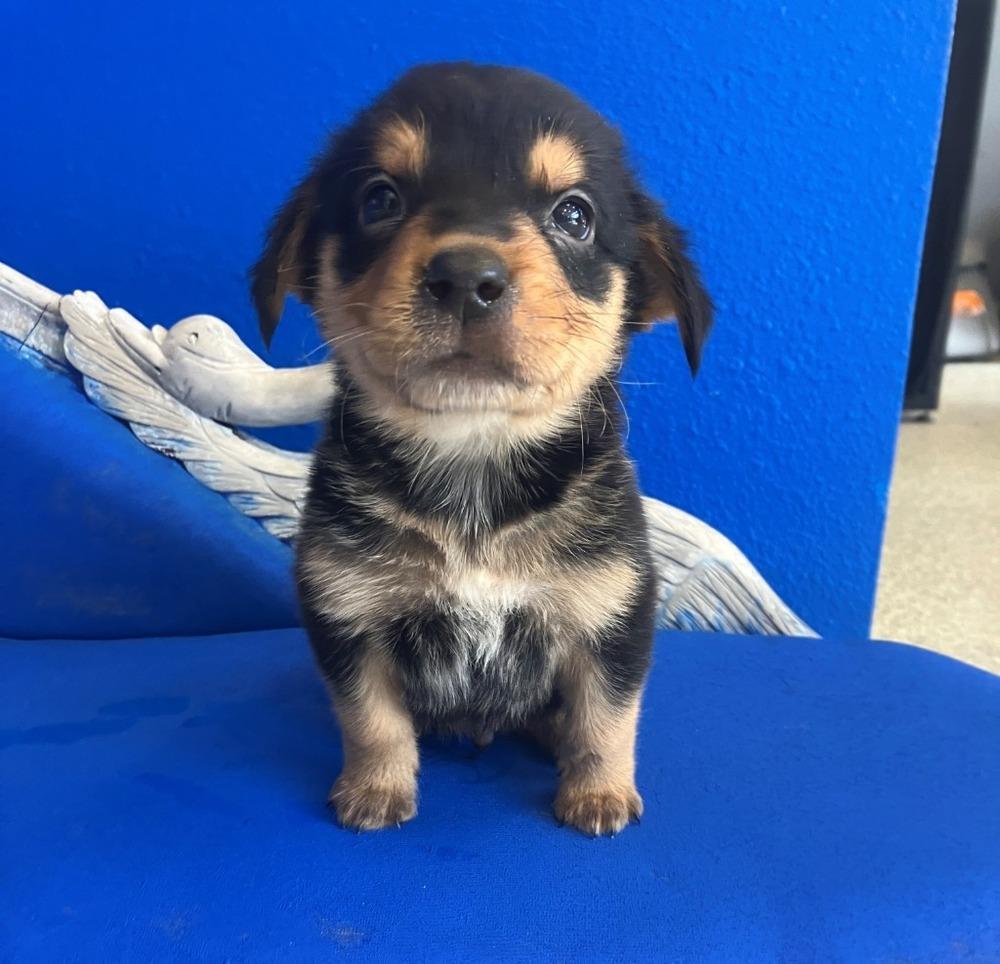 Enlarge Tater Tot, a Adoptable mixed breed in Wolcott, CT image 3/5