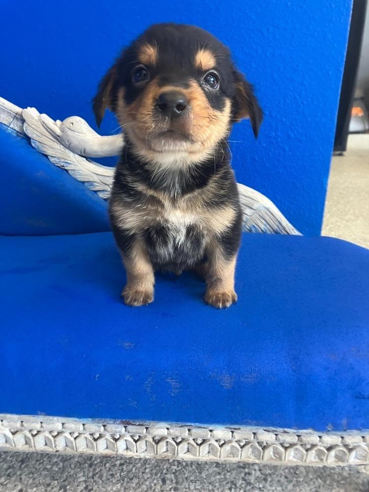 Tater Tot thumbnail 4