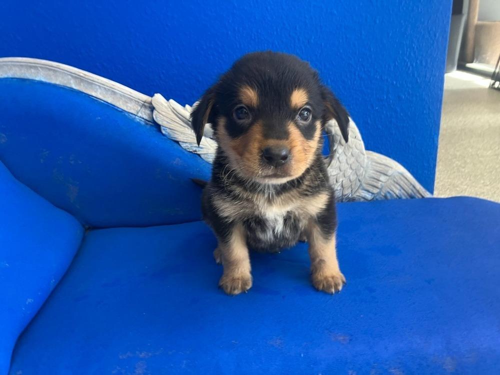 Enlarge Tater Tot, a Adoptable mixed breed in Wolcott, CT image 5/5