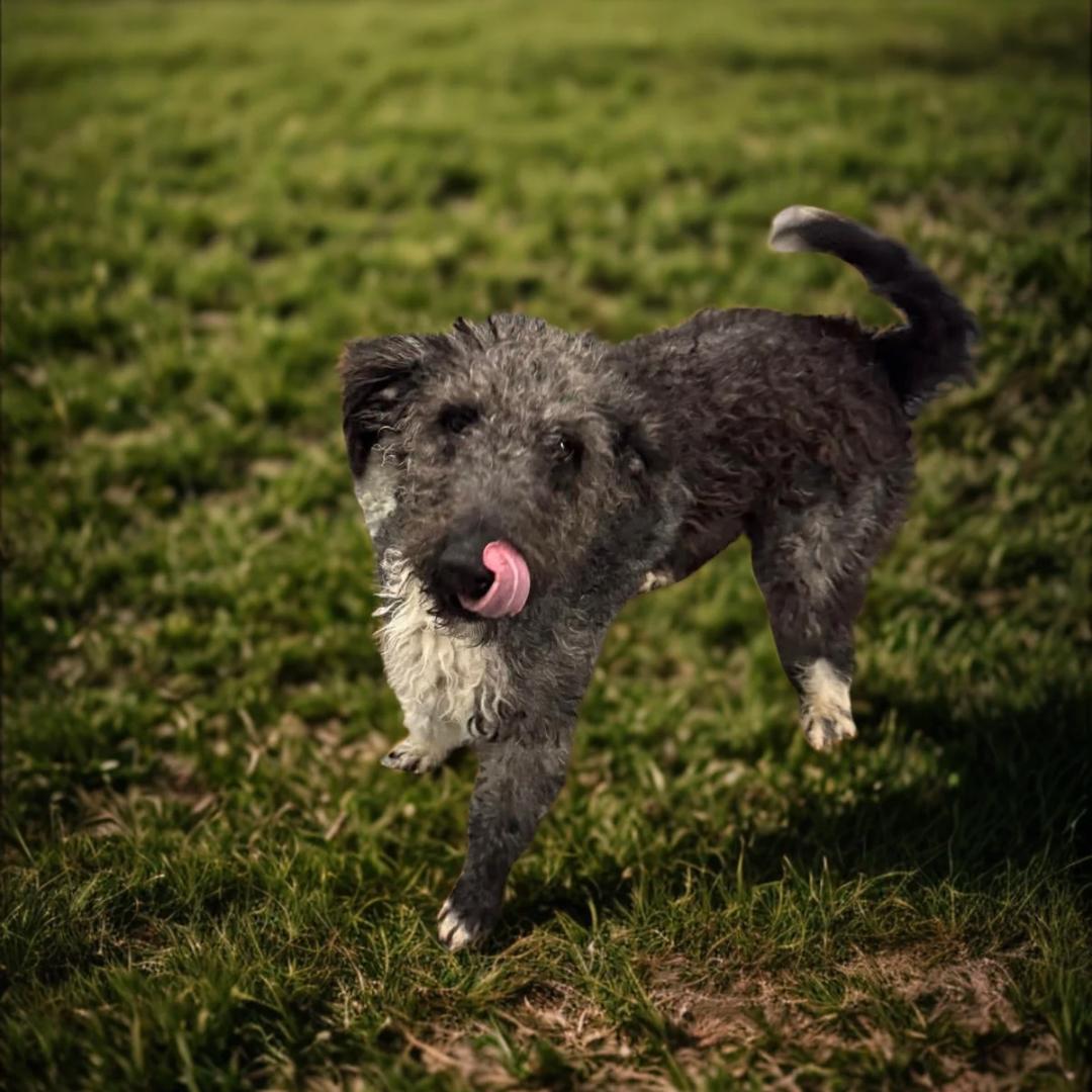 Veronica, a ADOPTABLE Aussiedoodle in Lancaster, KY image 2/2