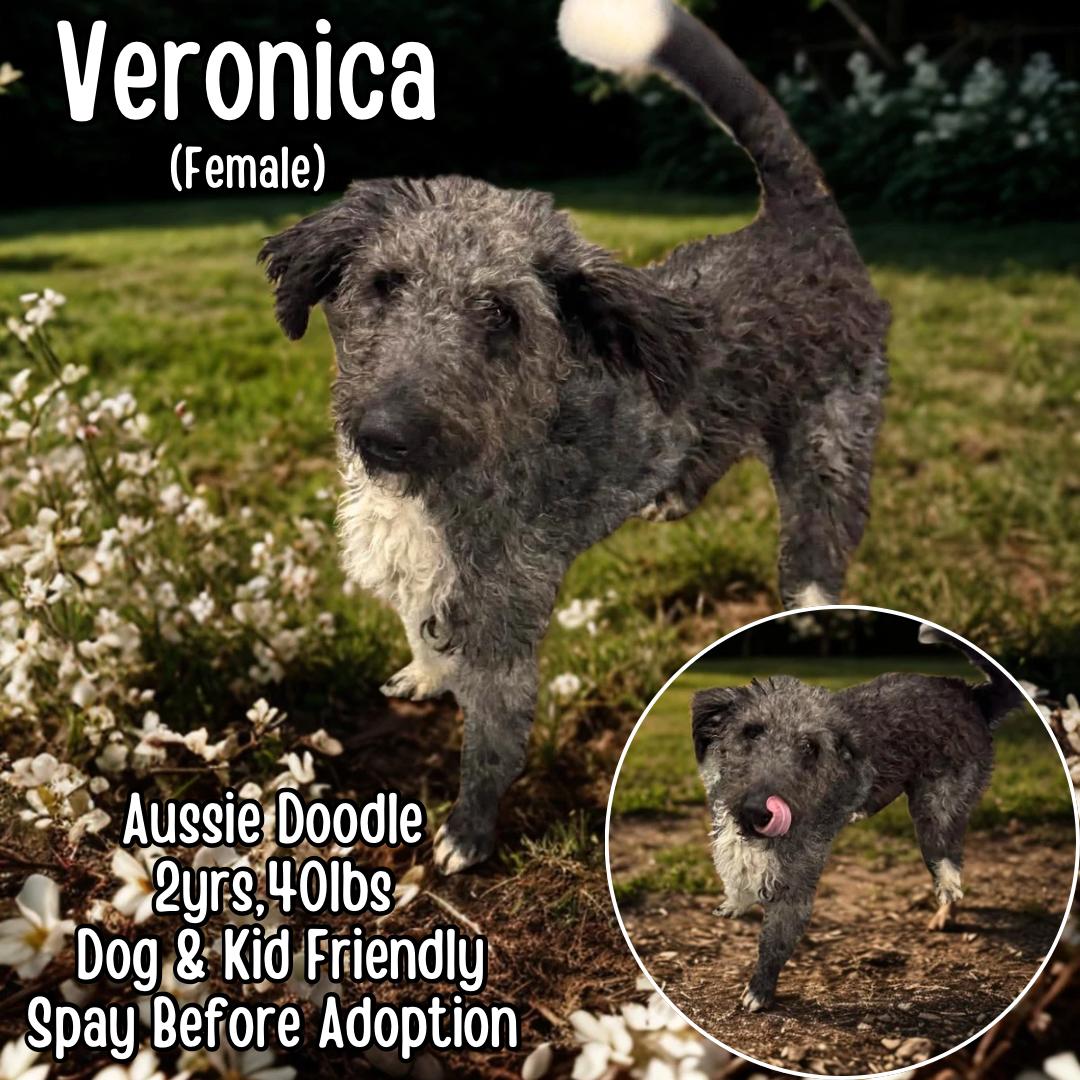 Veronica, a ADOPTABLE Aussiedoodle in Lancaster, KY image 1/2