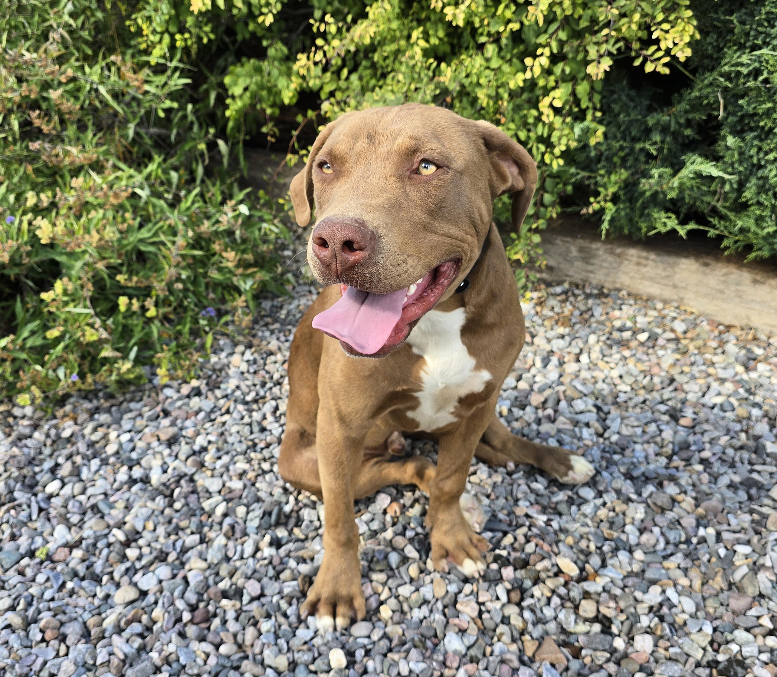 Enlarge Splendid Sherlock Bones ~ Labrabull, a Adoptable mixed breed in Albuquerque, NM image 5/5