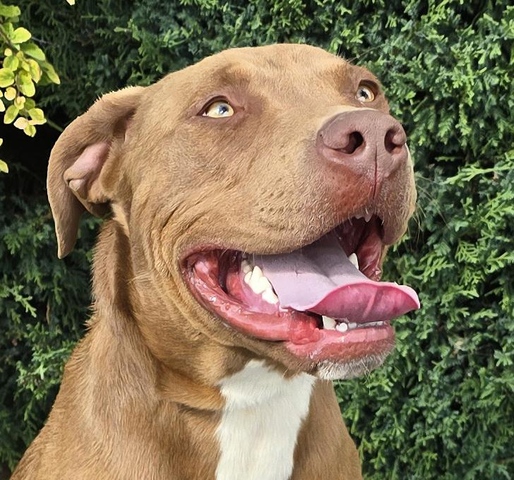 Splendid Sherlock Bones ~ Labrabull, a Adoptable mixed breed in Albuquerque, NM image 1/2