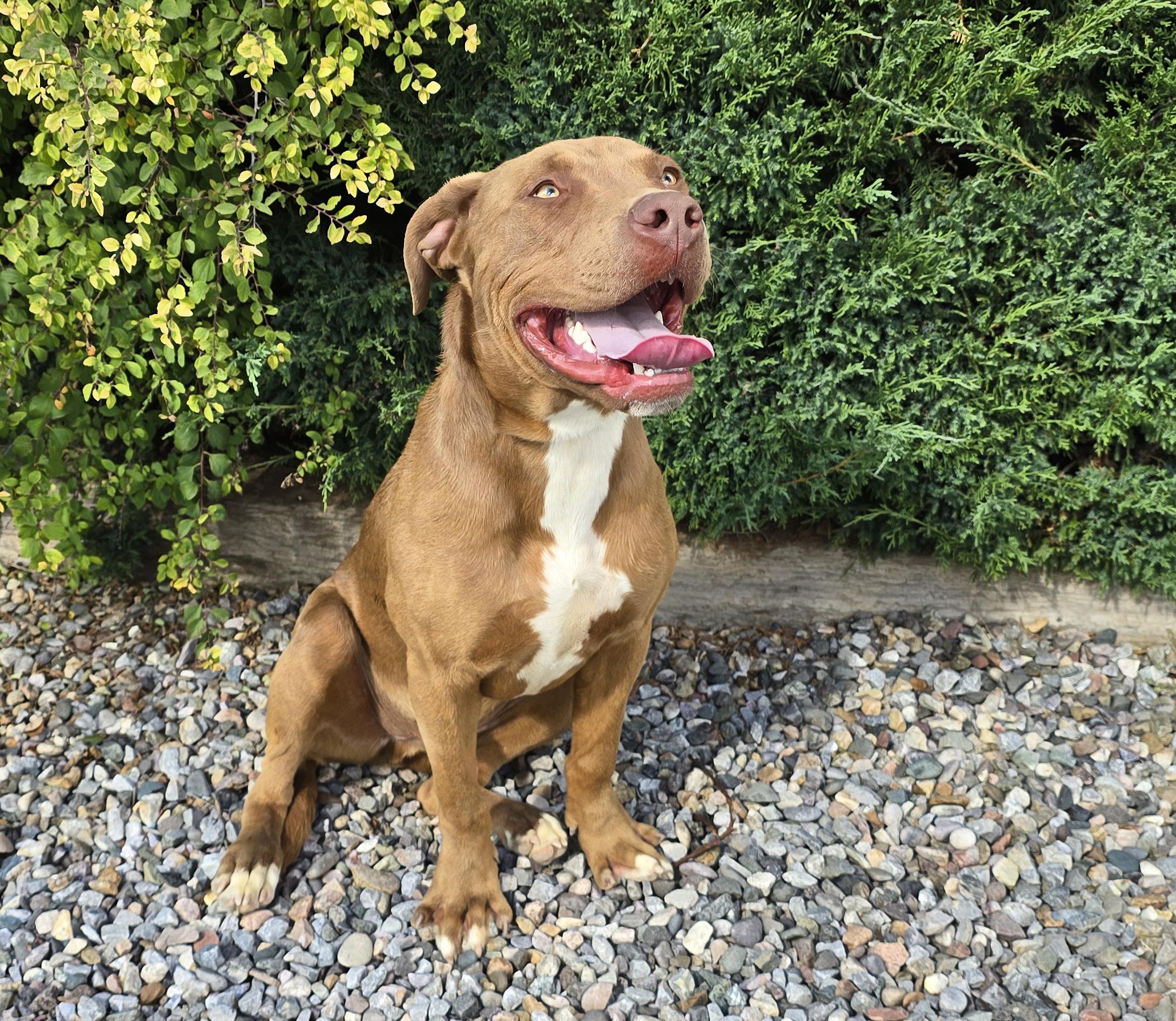 Splendid Sherlock Bones ~ Labrabull