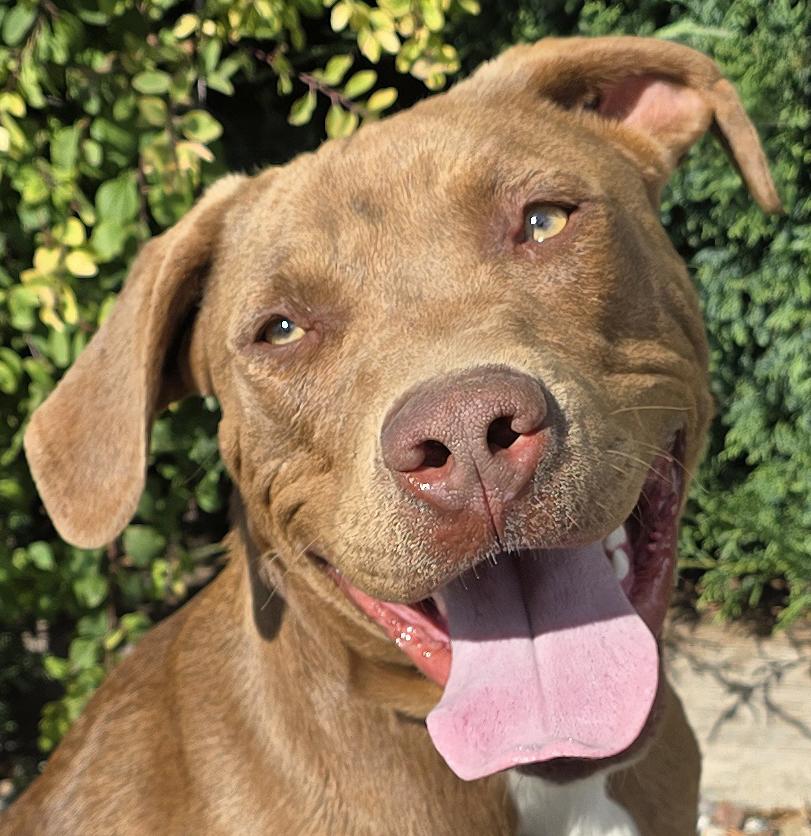 Splendid Sherlock Bones ~ Labrabull, Adoptable, Young Male Labrador Retriever & American Staffordshire Terrier.