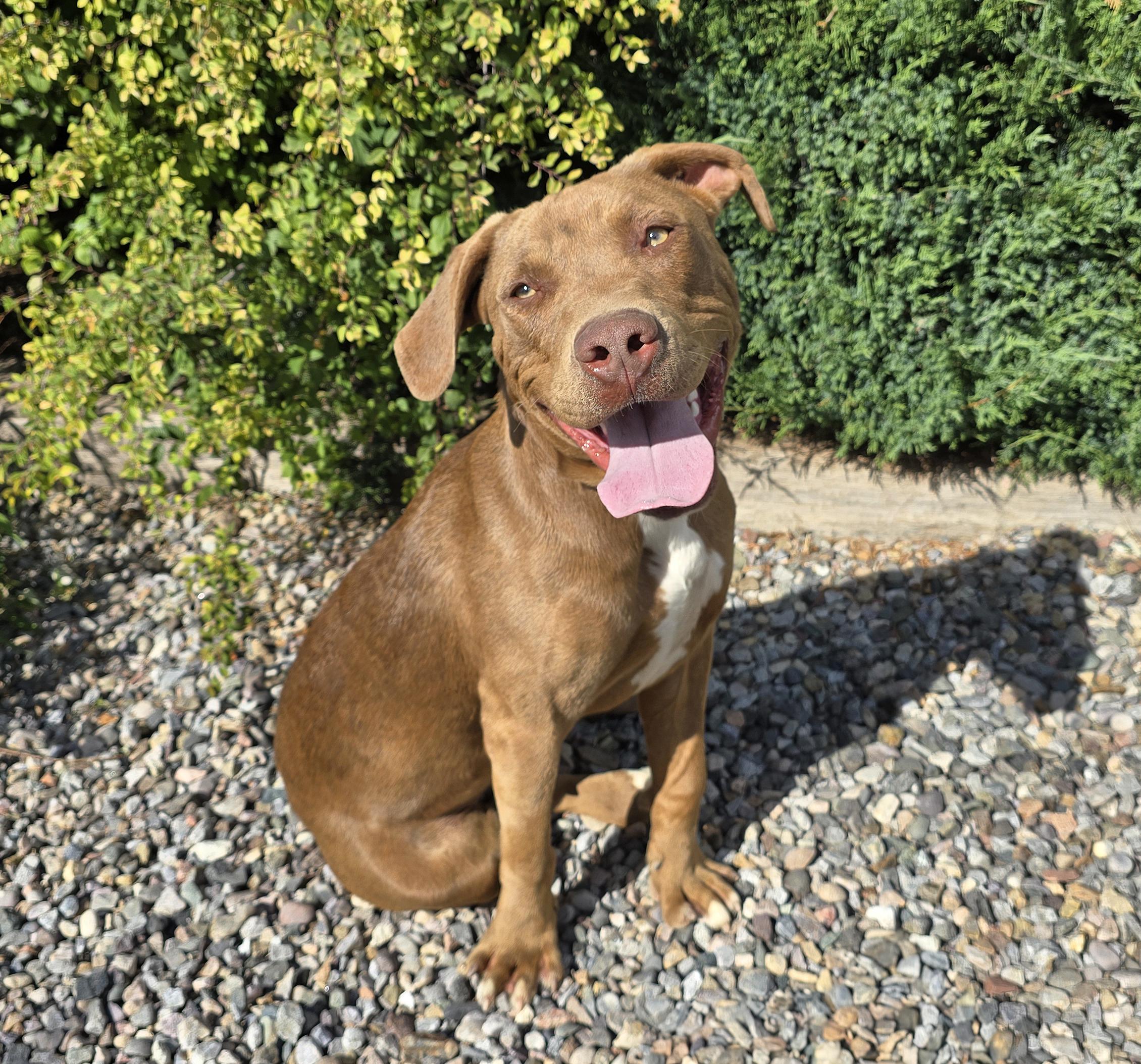 Enlarge Splendid Sherlock Bones ~ Labrabull, a Adoptable mixed breed in Albuquerque, NM image 2/5