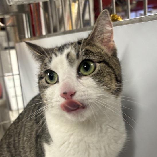 Cleo — thumbnail 2