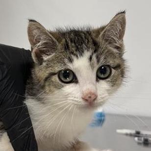 Cleo — thumbnail 4