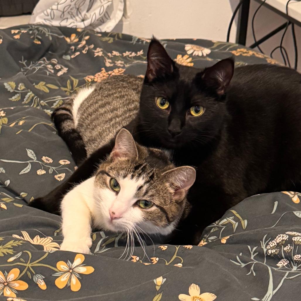 Cleo — thumbnail 5