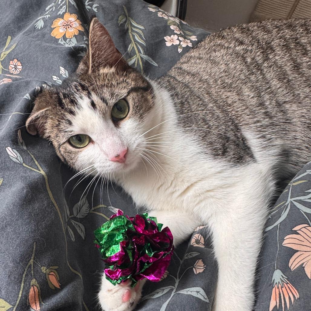 Cleo — thumbnail 6