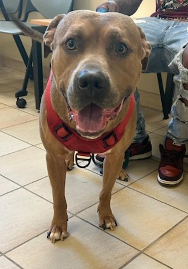 Enlarge Fendi, a Adoptable mixed breed in Virginia Beach, VA image 1/1