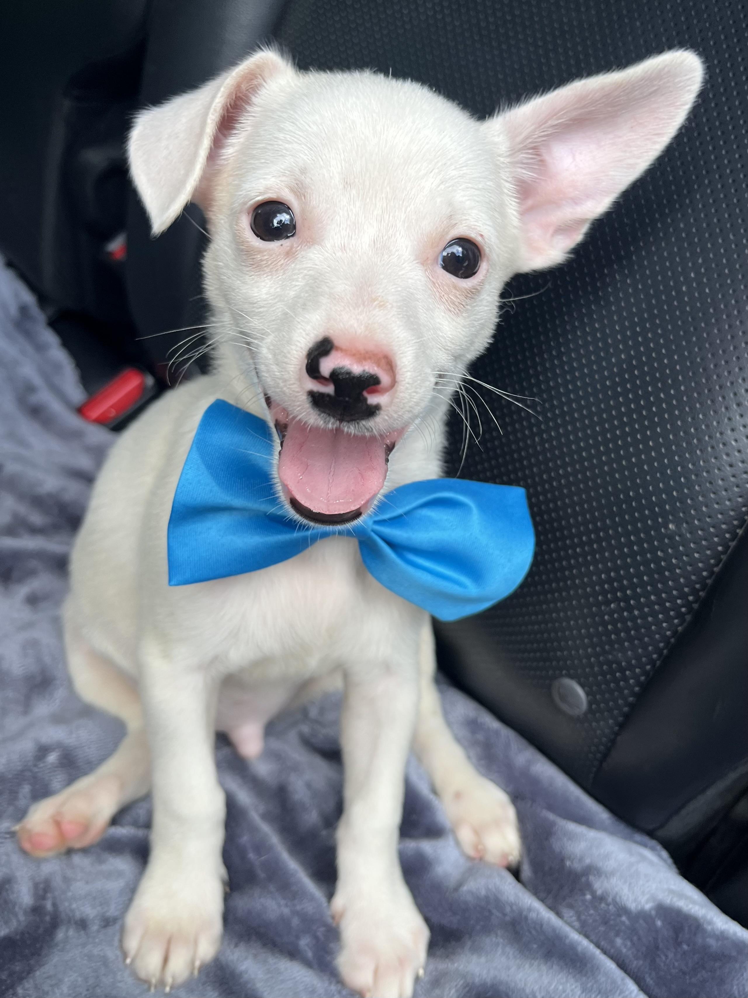 Enlarge Nugget, a Adoptable mixed breed in Fayetteville , NC image 3/6