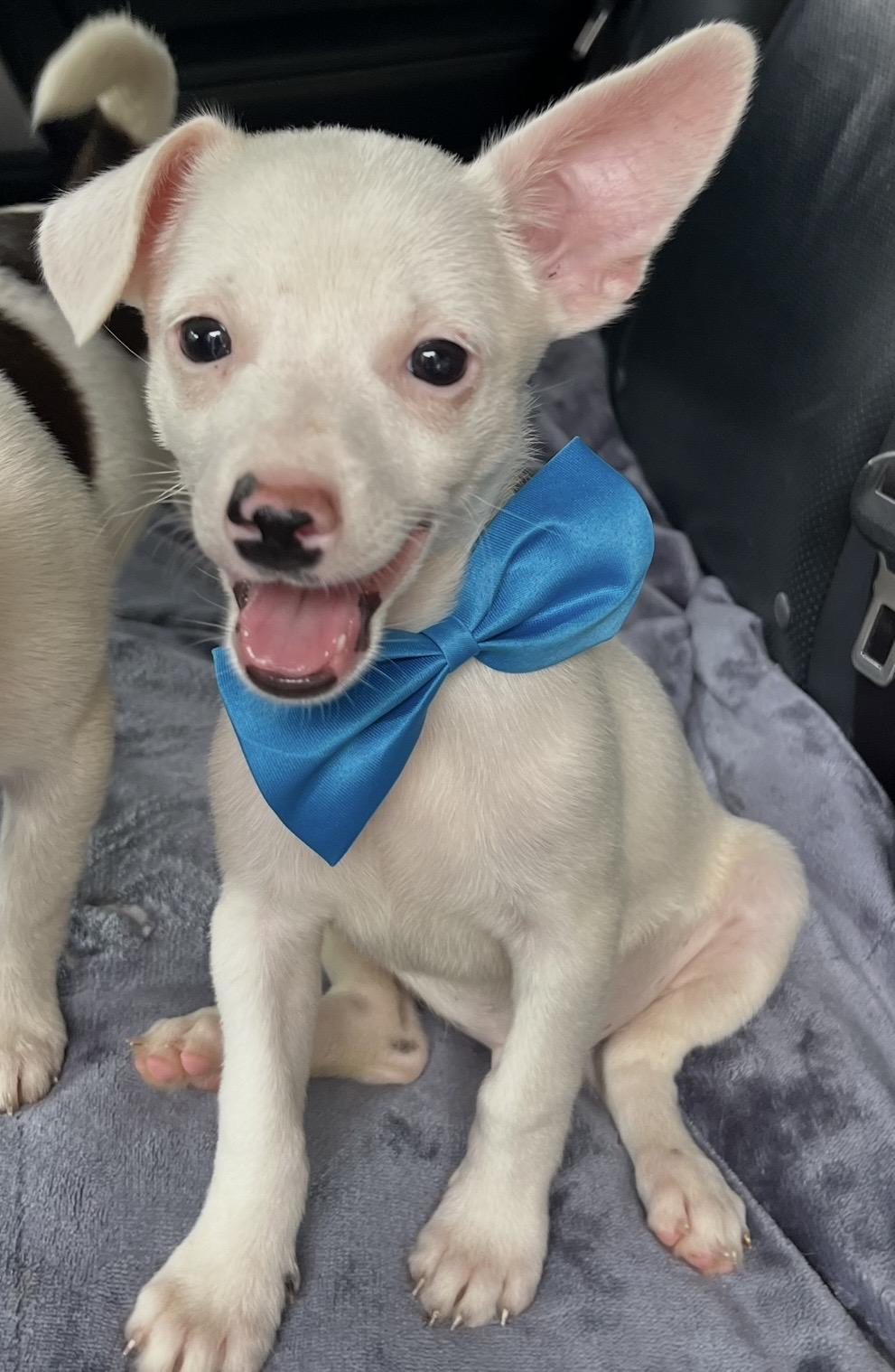 Enlarge Nugget, a Adoptable mixed breed in Fayetteville , NC image 6/6