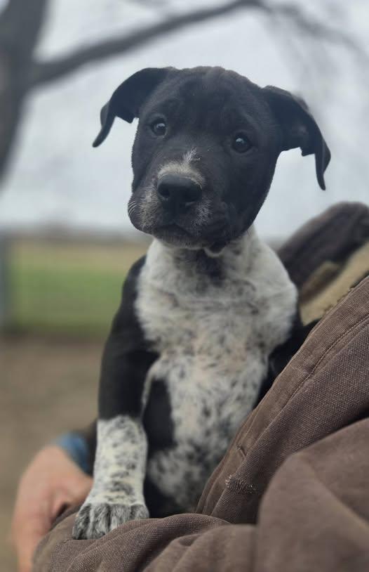 Dolly, adopted, Young Female Mixed Breed.