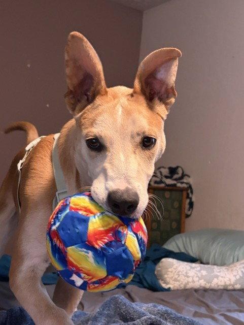Mingo, a Adoptable Australian Cattle Dog / Blue Heeler in Salt Lake City, UT image 2/3