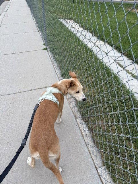 Mingo, a Adoptable Australian Cattle Dog / Blue Heeler in Salt Lake City, UT image 3/3