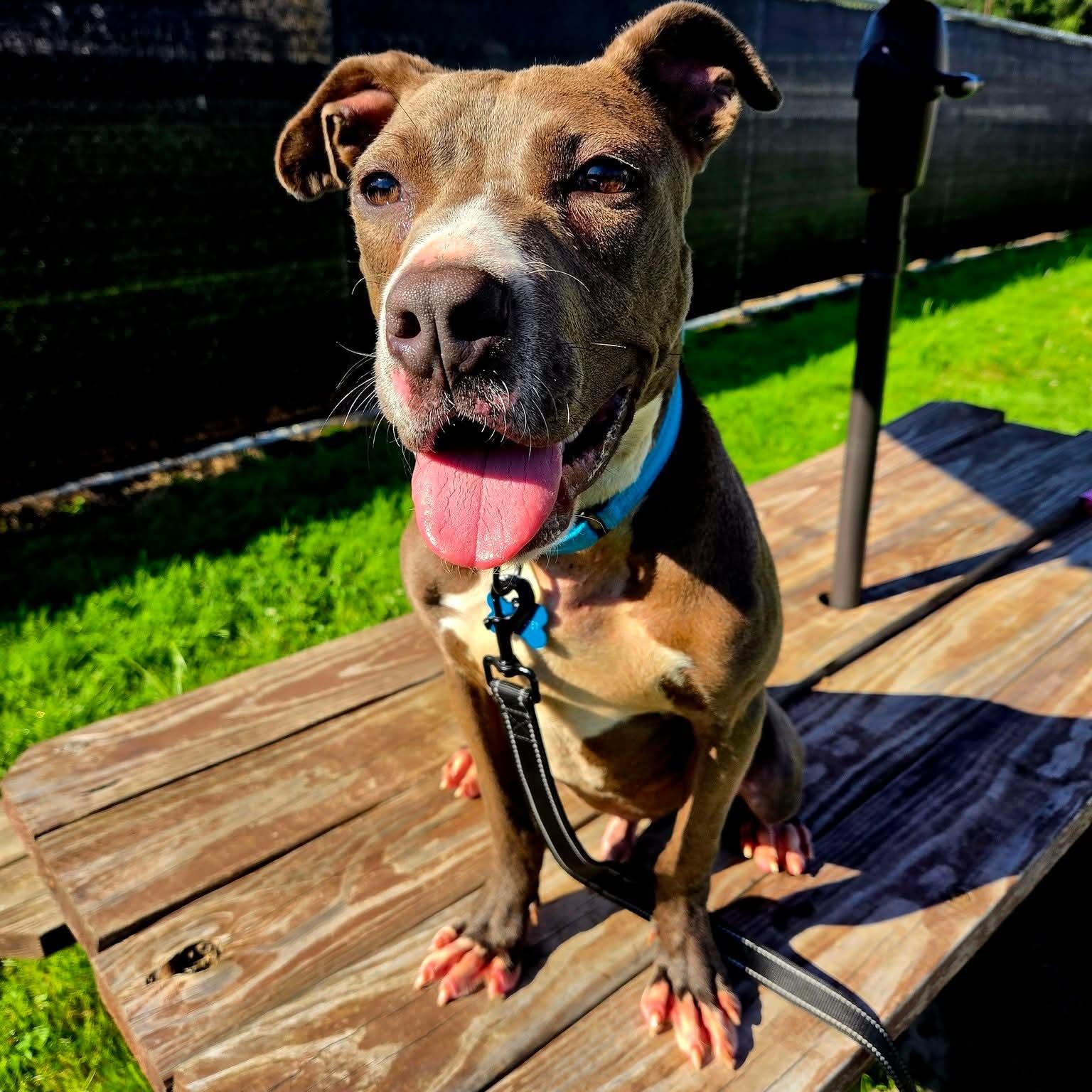Hurley, Adoptable, Puppy Male Cane Corso.