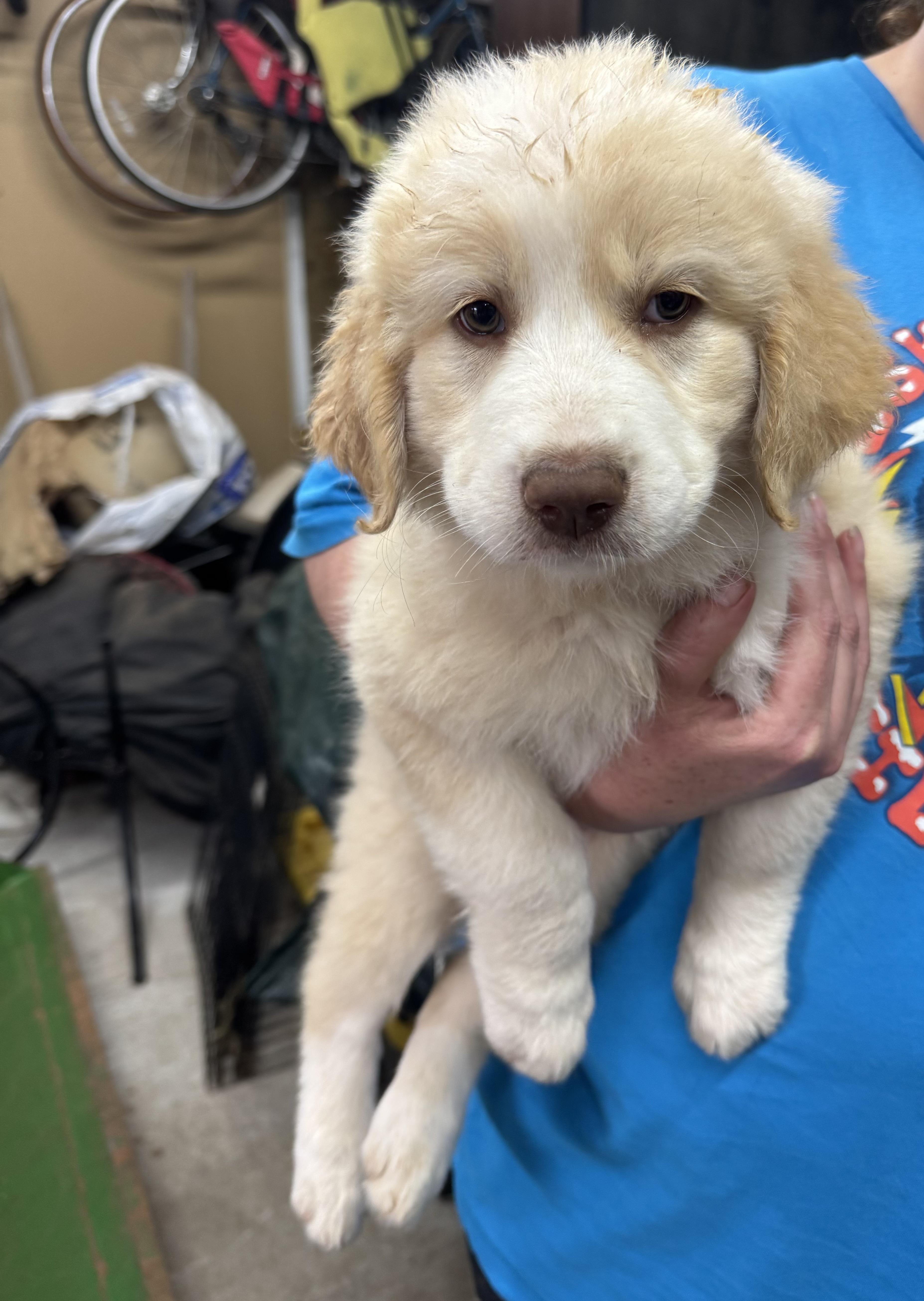 Enlarge Jasmine , a ADOPTABLE mixed breed in Cushing, OK image 2/4