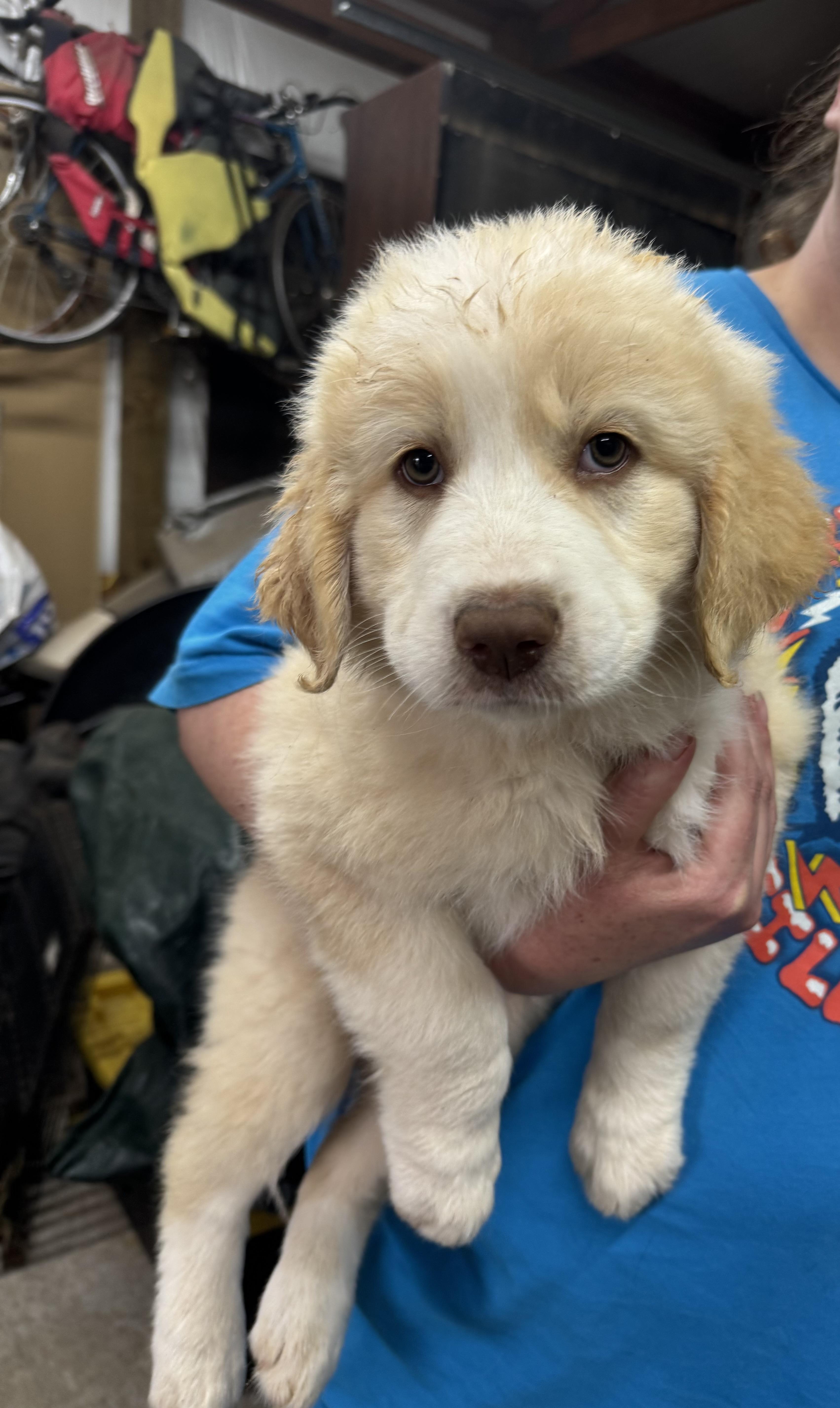 Enlarge Jasmine , a ADOPTABLE mixed breed in Cushing, OK image 4/4