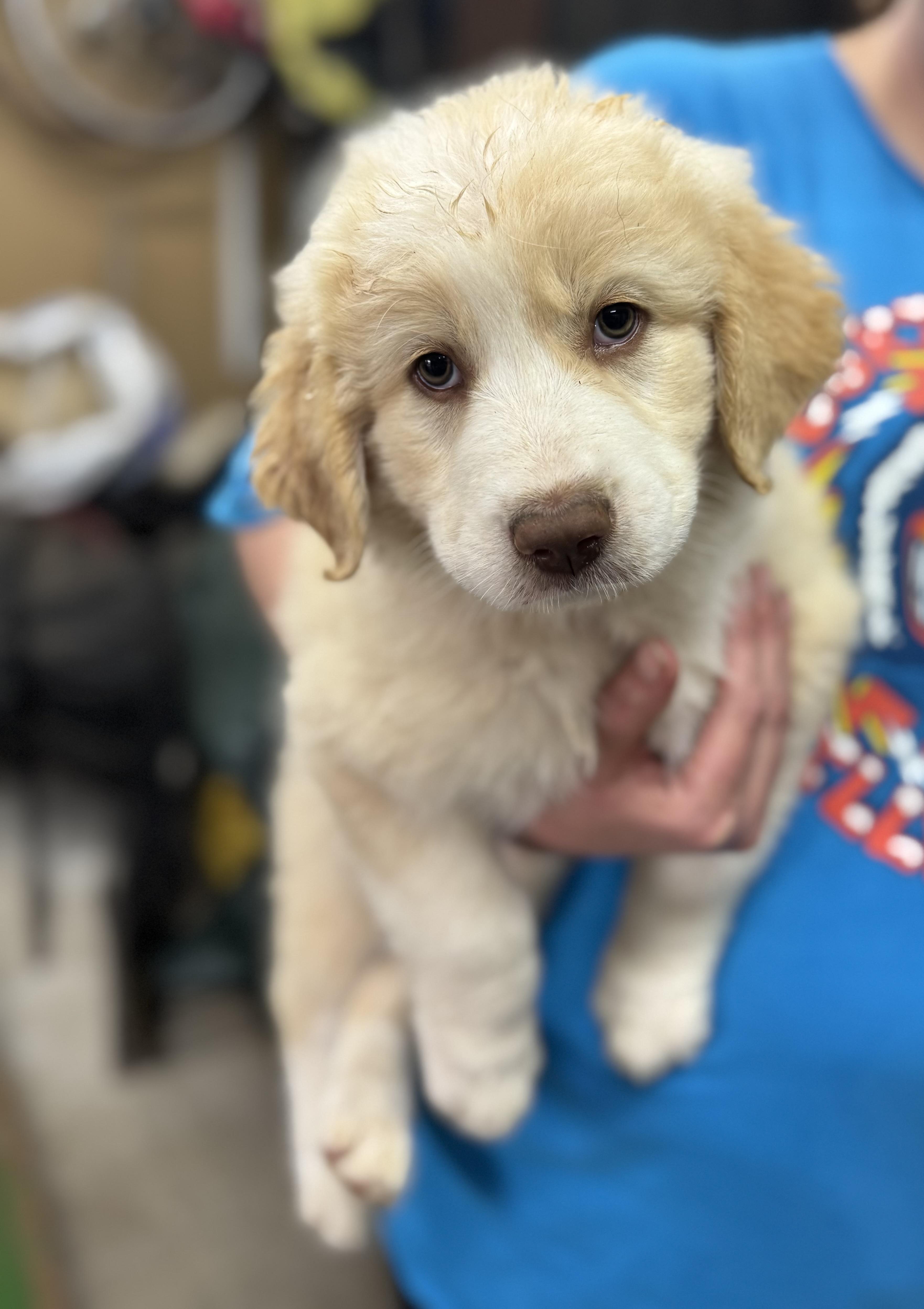 Enlarge Jasmine , a ADOPTABLE mixed breed in Cushing, OK image 3/4