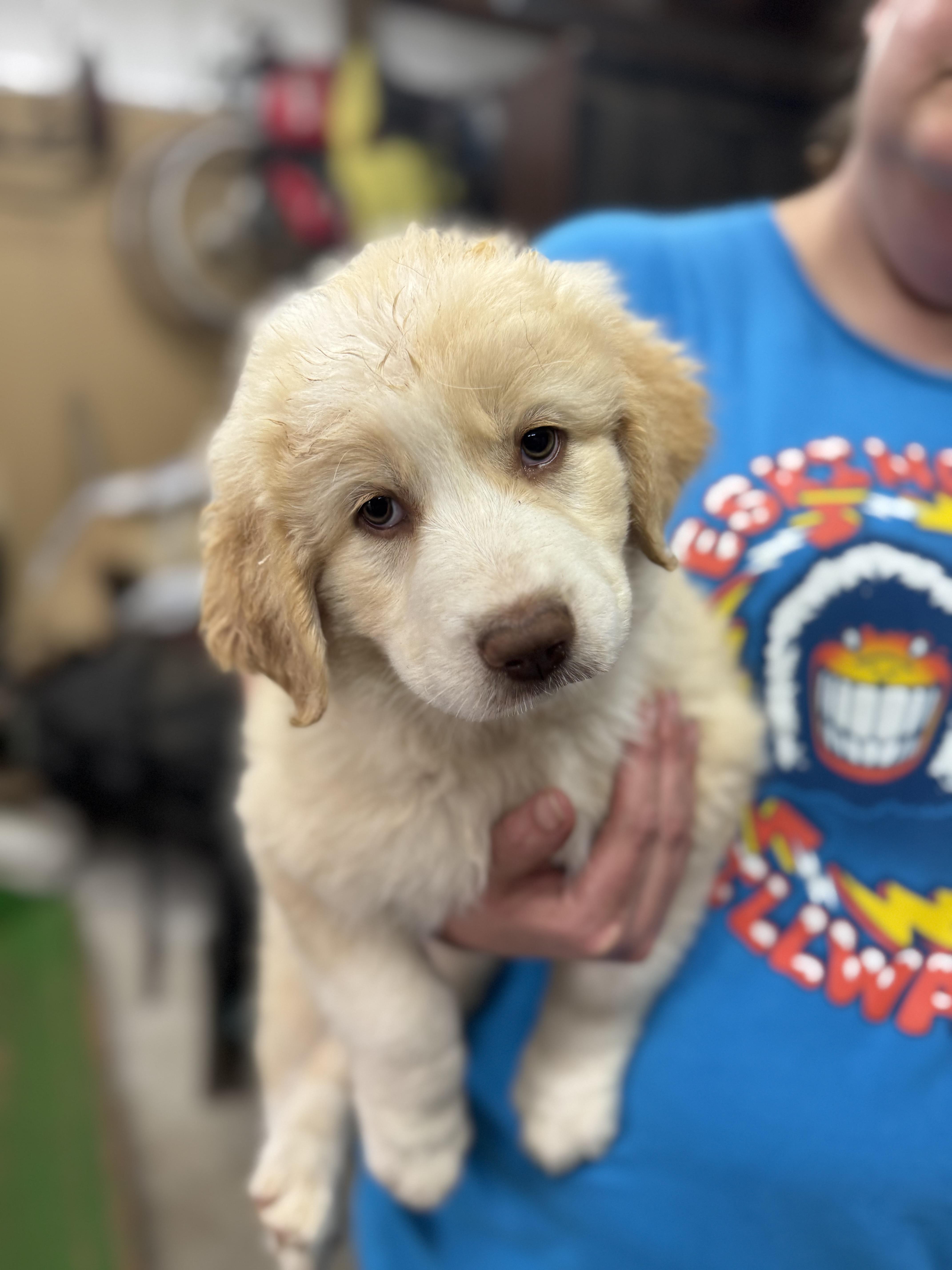 Jasmine , ADOPTABLE, Puppy Female Great Pyrenees & Golden Retriever.