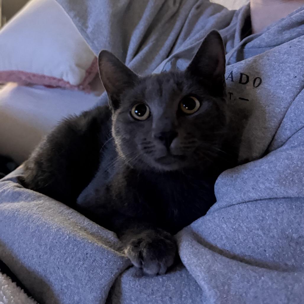 Enlarge Liam Quincy-IJ, a Adoptable Domestic Short Hair in Tallahassee, FL image 1/2