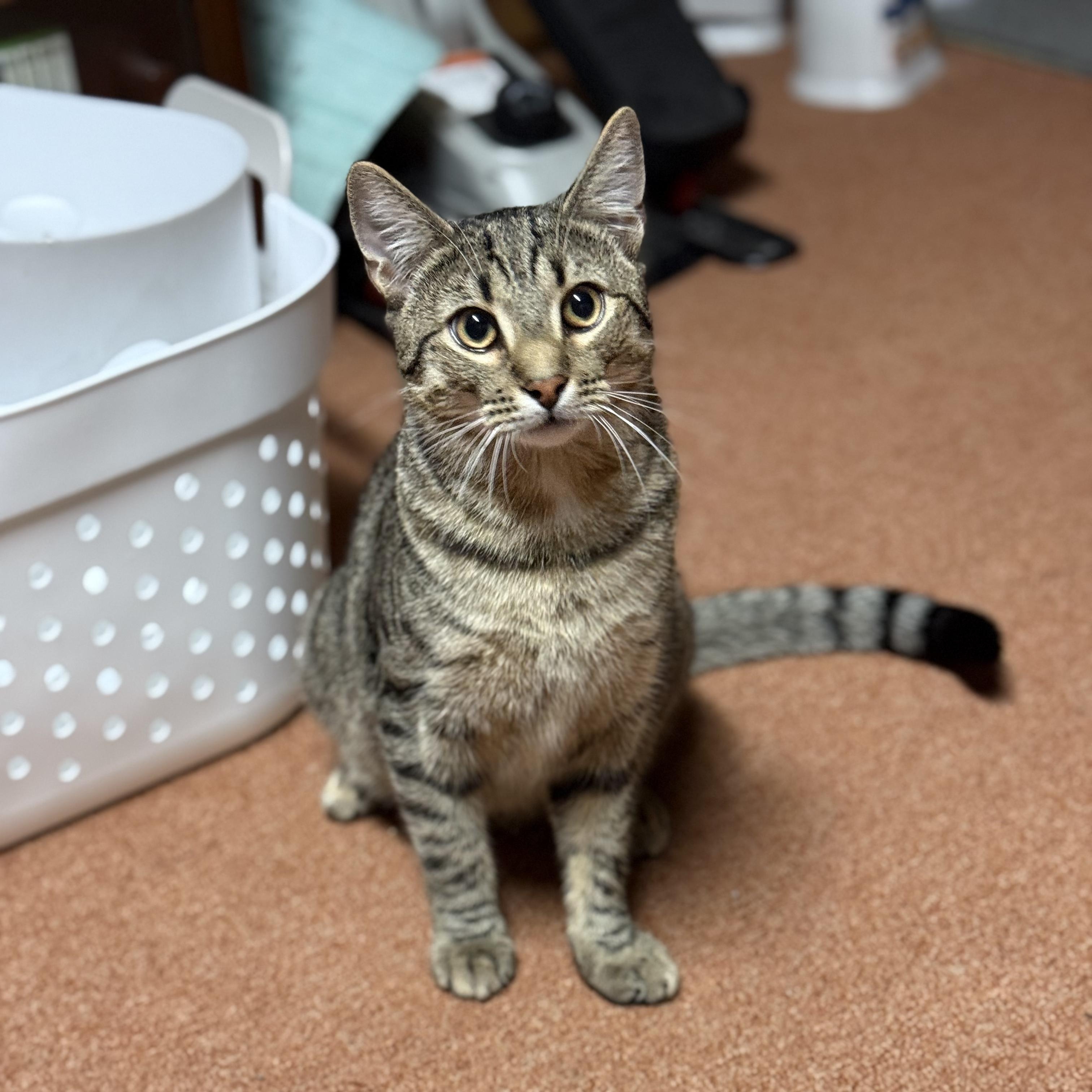 Rex (bonded with Wilson), Young Male Domestic Short Hair
