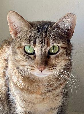 Enlarge Sandy, a Adoptable mixed breed image 1/4