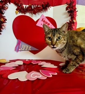 Enlarge Sandy, a Adoptable mixed breed image 2/4