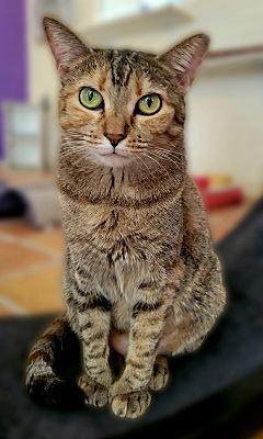 Enlarge Sandy, a Adoptable mixed breed image 3/4