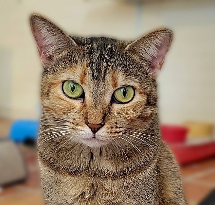 Enlarge Sandy, a Adoptable mixed breed image 4/4