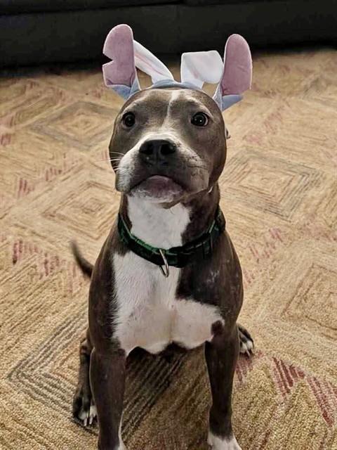 MILO, Adoptable, Young Male Pit Bull Terrier & Mixed Breed.
