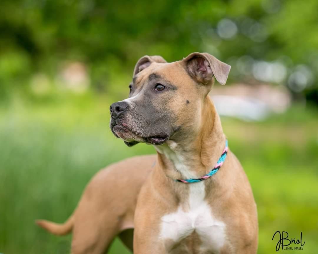 Sugar D5485, Adoptable, Adult Female Pit Bull Terrier.