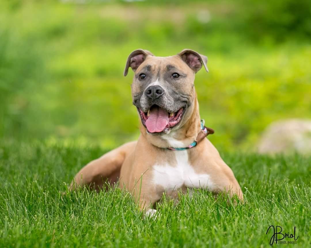 Enlarge Sugar D5485, a Adoptable Pit Bull Terrier in minneapolis, MN image 2/3