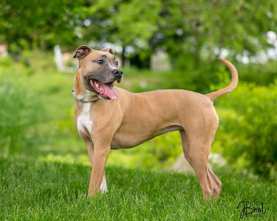 Enlarge Sugar D5485, a Adoptable Pit Bull Terrier in minneapolis, MN image 3/3