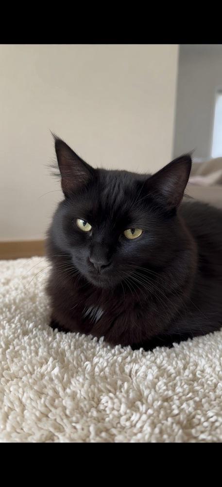 Pinex, Adoptable, Young Male Maine Coon & Domestic Long Hair.