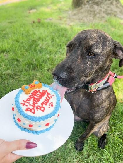 Bruce Wayne 48230, Adoptable, Adult Male Mixed Breed.