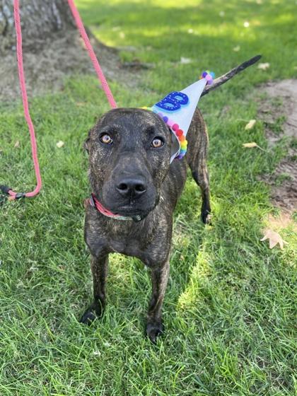 Enlarge Bruce Wayne 48230, a Adoptable Mixed Breed in Oklahoma City, OK image 2/3