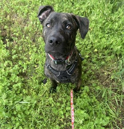 Enlarge Bruce Wayne 48230, a Adoptable Mixed Breed in Oklahoma City, OK image 3/3
