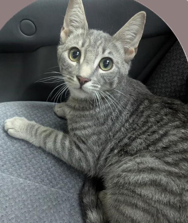 Evie, ADOPTABLE, Young Female Domestic Short Hair.