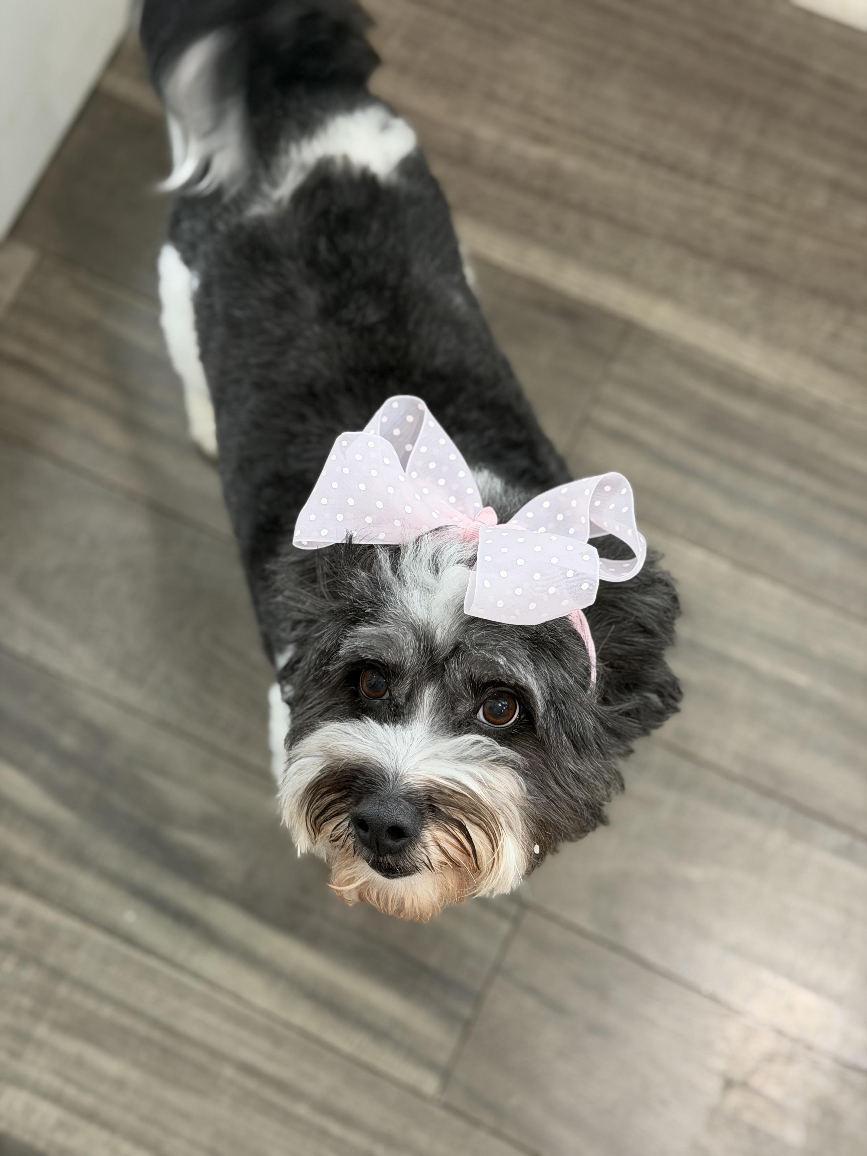 Nina, an adopted mixed breed in Mahwah, NJ image 5/6