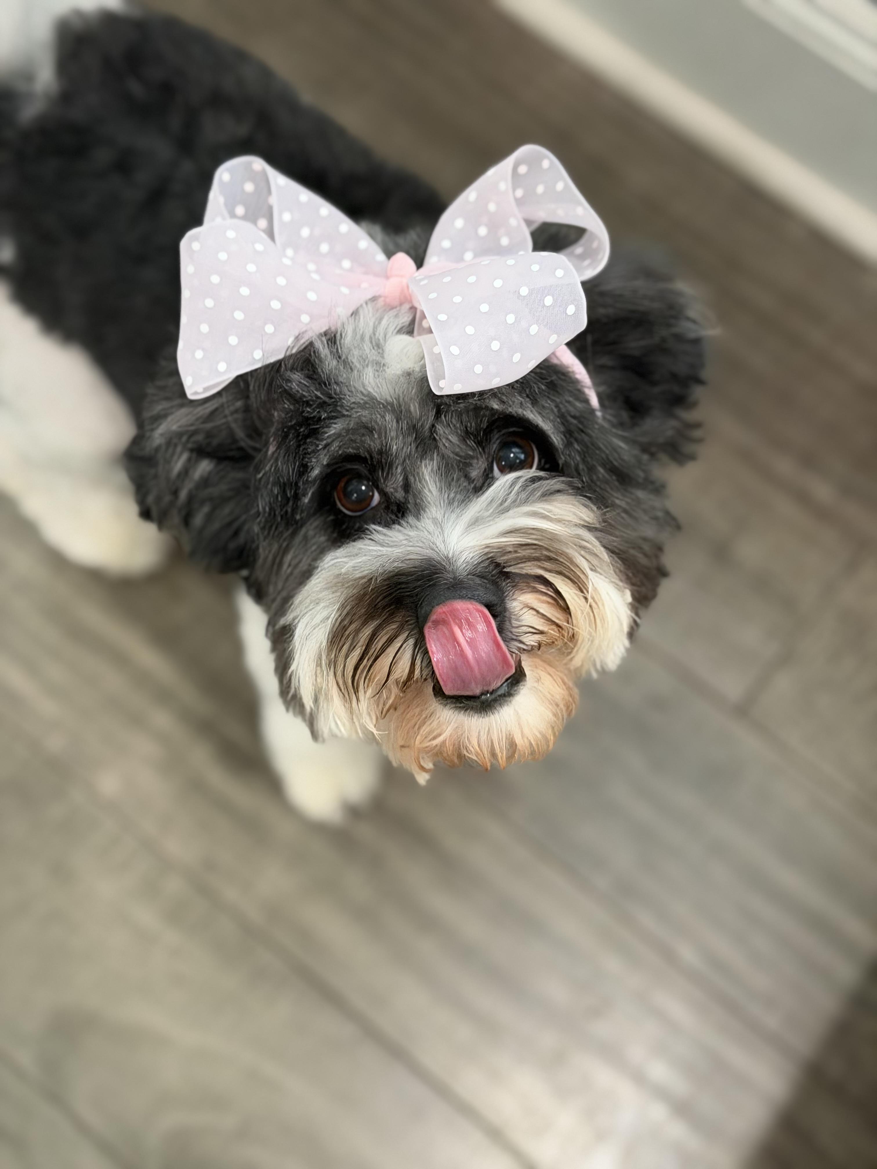 Nina, an adopted mixed breed in Mahwah, NJ image 2/6