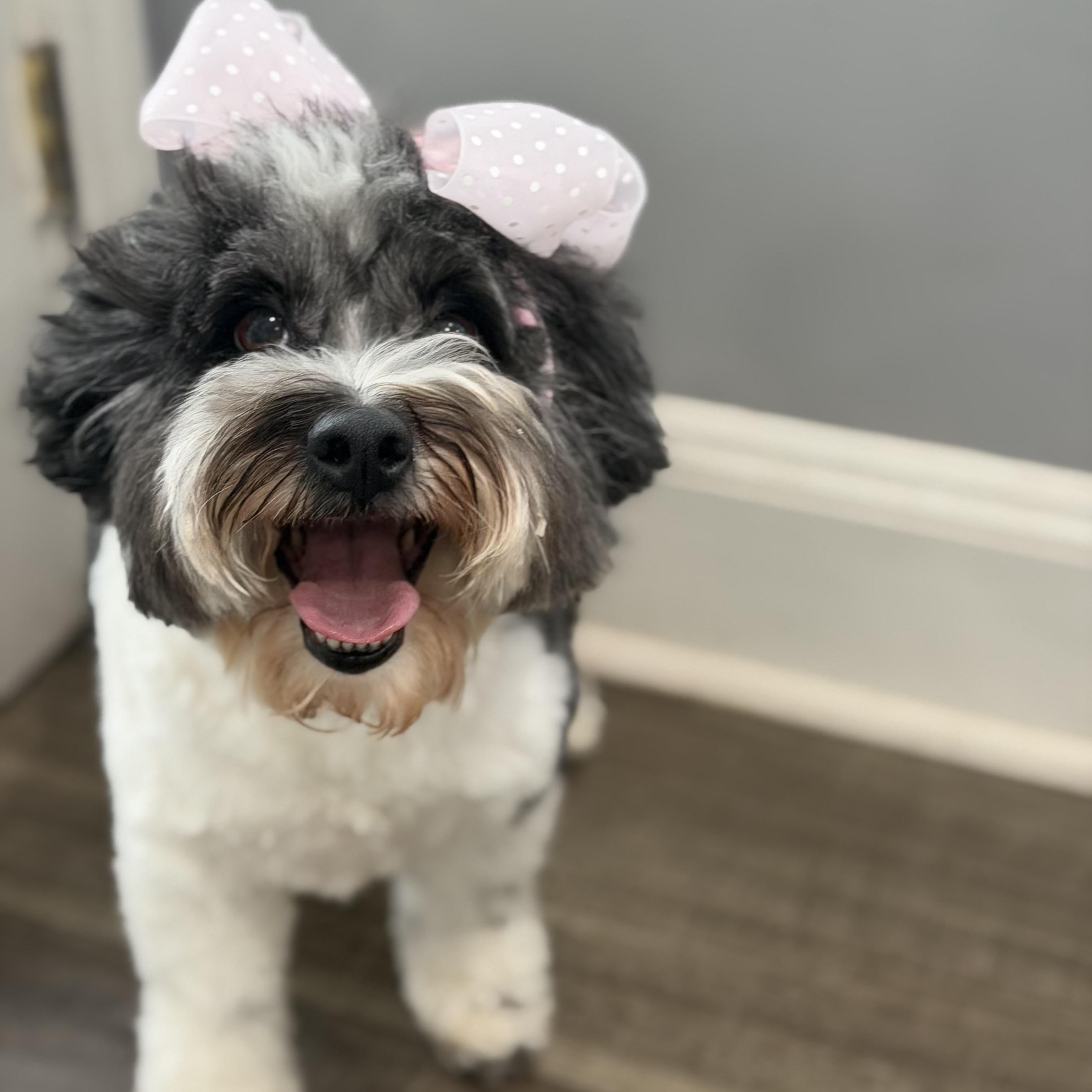 Nina, adopted, Adult Female Havanese & Shih poo.