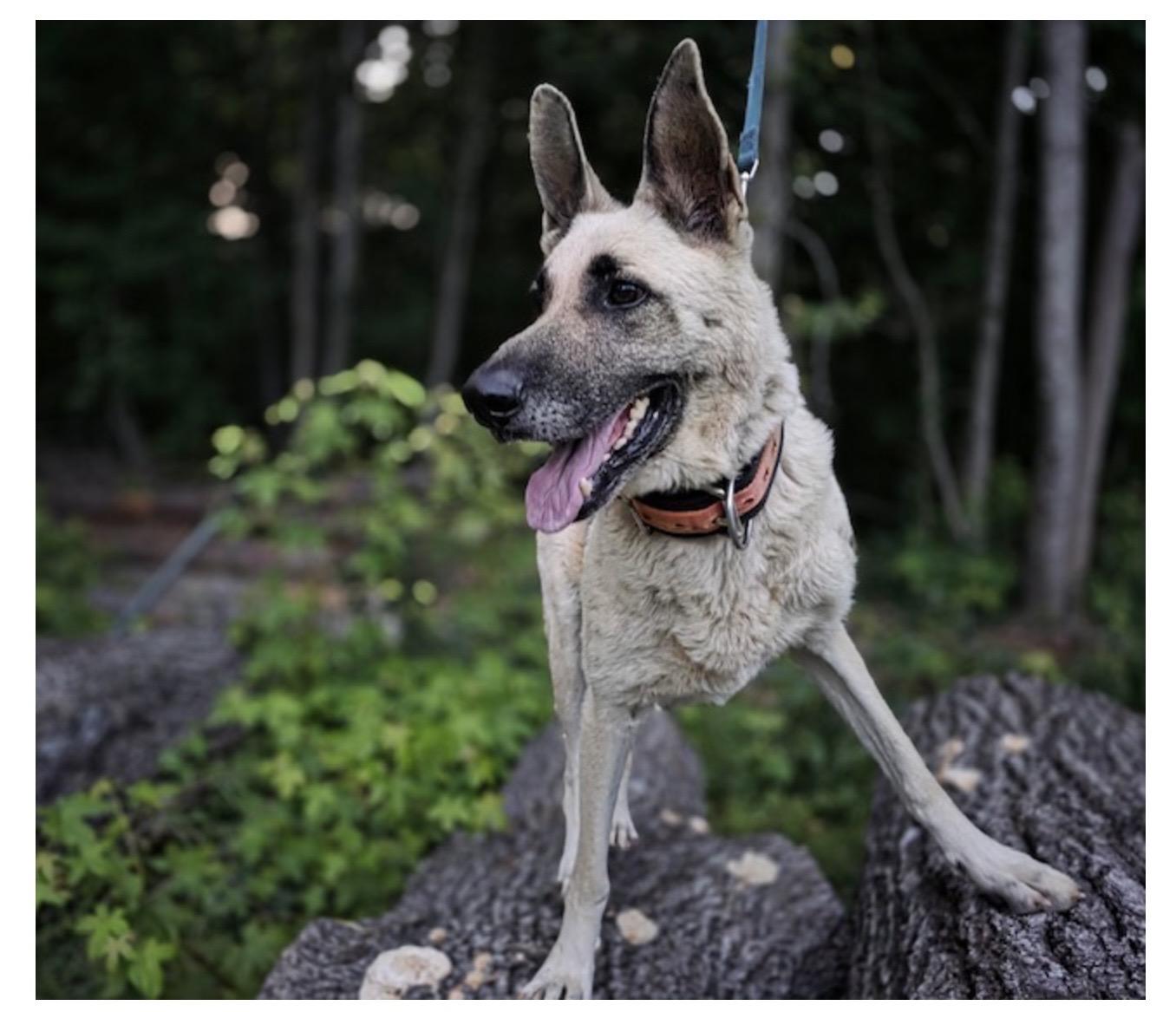 Verna, ADOPTABLE, Adult Female German Shepherd Dog.