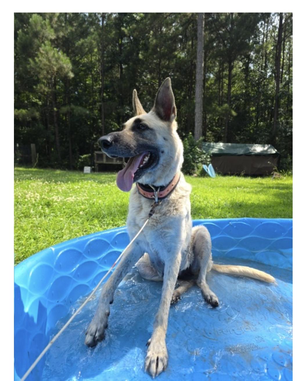 Verna, a ADOPTABLE German Shepherd Dog in Roswell, GA image 2/2
