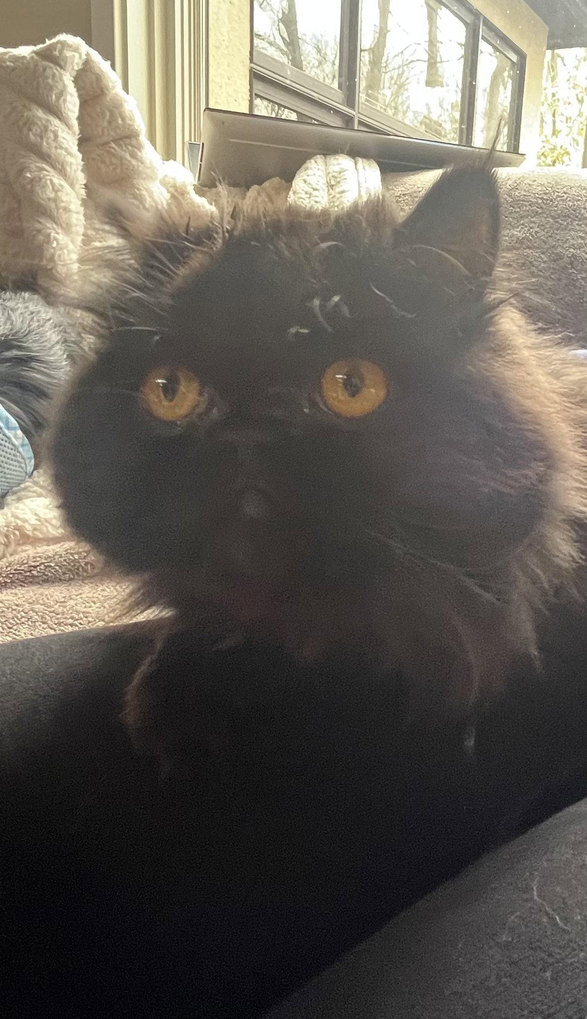 Enlarge Jill (Kitty), a Adopted Persian in Ashville, OH image 2/3