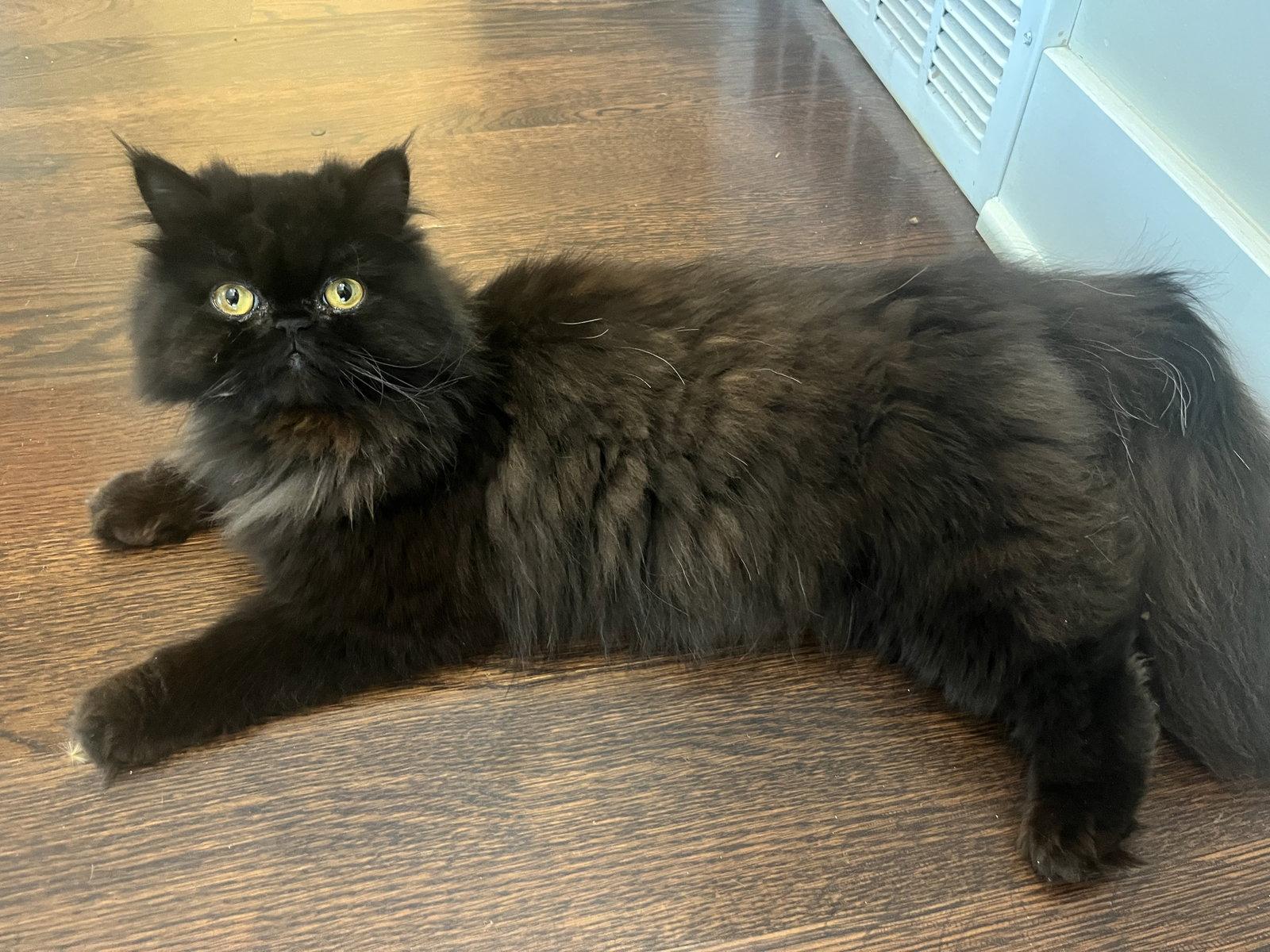 Enlarge Jill (Kitty), a Adopted Persian in Ashville, OH image 3/3