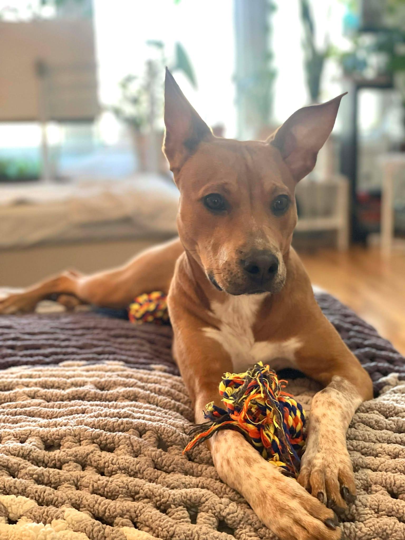 Enlarge FLEA, a Adoptable Australian Cattle Dog / Blue Heeler in Pomfret Center, CT image 1/3